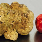 Truffle and Apple