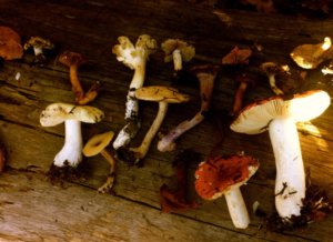 1a_mushrooms