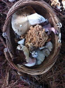 4_mushrooms
