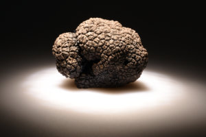 The results of truffle cultivation 