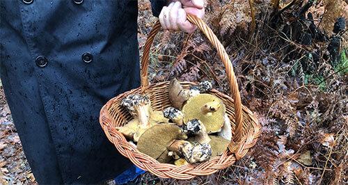 Basket of Mushrooms at Foray