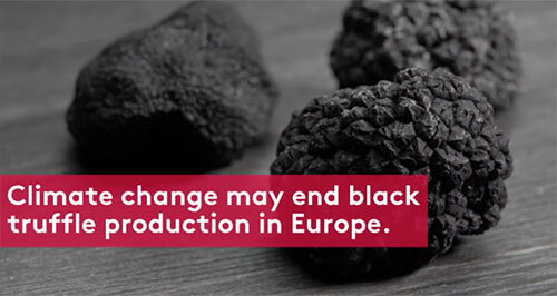 Climate change may end black truffle production in Europe. Credit Food & Wine video