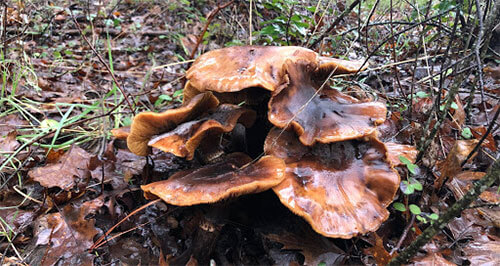 Mushrooms at Foray
