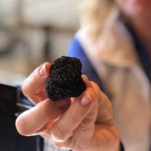 The first Sonoma Burgundy Truffle harvested