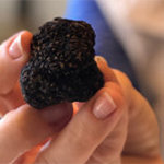 First Scientifically Cultivated Burgundy Truffle Harvested in America